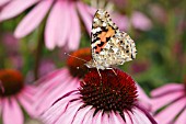 PAINTED LADY BUTTERFLY (VANESSA CARDUI) TAKING NECTAR FROM ECHINACEA