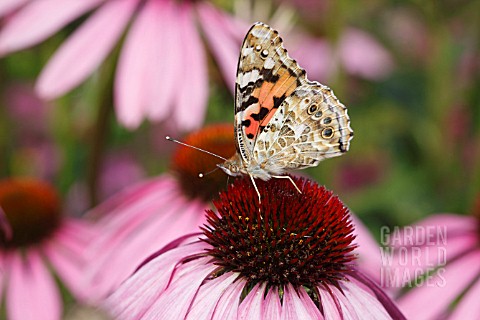 PAINTED_LADY_BUTTERFLY_VANESSA_CARDUI_TAKING_NECTAR_FROM_ECHINACEA