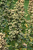 QUINOA (CHENOPODIUM QUINOA RAINBOW) PLANT WITH SEEDS