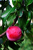 VICTORIA PLUM RIPENING ON TREE