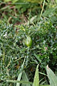 GALL CAUSED BY LARVA OF PICTURE WING FLY (UROPHORA CARDUI) ON CREEPING THISTLE