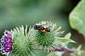 HOVERFLY (HELOPHILUS PENDULUS0 AT REST ON FLOWER