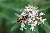 HOVERFLY (HELOPHILUS TRIVITTATUS) RESTING ON FLOWER