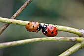 SEVEN SPOT LADYBIRD (COCCINELLA 7-PUNCTATA) ON FOOLS PARSLEY