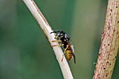 COMMON WASP (VESPULA VULGARIS) RASPING SURFACE OF FOOLS PARSLEY STALK FOR NEST MATERIAL