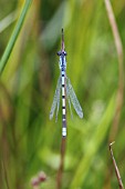 COMMON BLUE DAMSELFLY (ENALLAGMA CYATHIGERUM) AT REST