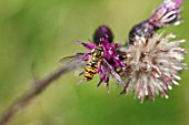 HOVERFLY (EPISYRPHUS BALTEATUS) AT REST ON FLOWER