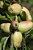 APPLE (PYRUS MALUS PEAR APPLE)