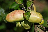 APPLE (PYRUS MALUS PEAR APPLE)