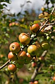 MALUS DOMESTICA LAXTONS EPICURE