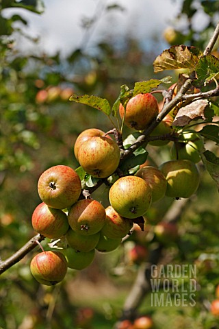 MALUS_DOMESTICA_LAXTONS_EPICURE
