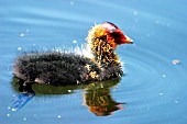 COOT (FULICA ATRA) YOUNG SWIMMING