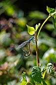 COMMON BLUE DAMSELFLY (ENALLAGMA CYATHIGERUM) CLOSE UP OF MATING PAIR