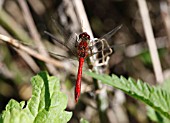 RUDDY DARTER (SYMPETRUM SANGUINEUM) MALE AT REST