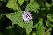 MENTHA AQUATICA