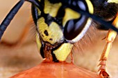 COMMON WASP (VESPA VULGARIS) EATING PEACH