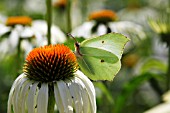 BRIMSTONE BUTTERFLY (GONEPTERYX RHAMNI) FEMALE TAKING NECTAR FROM ECHINACEA