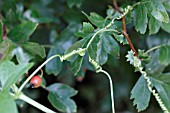 TENDRILS ALLOW PLANTS TO CLIMB TOWARDS LIGHT