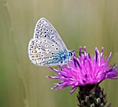 COMMON BLUE BUTTERFLY (POLYOMMATUS ICARUS) TAKING NECTAR FROM KNAPWEED FLOWER