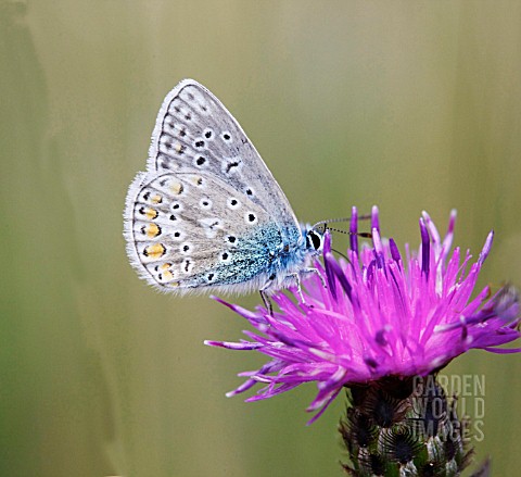 COMMON_BLUE_BUTTERFLY_POLYOMMATUS_ICARUS_TAKING_NECTAR_FROM_KNAPWEED_FLOWER
