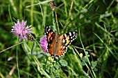 PAINTED LADY BUTTERFLY (VANESSA CARDUI) TAKING NECTAR FROM KNAPWEED