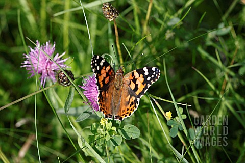 PAINTED_LADY_BUTTERFLY_VANESSA_CARDUI_TAKING_NECTAR_FROM_KNAPWEED