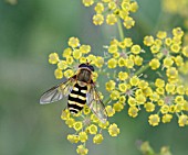 HOVERFLY RESTING ON FLOWER