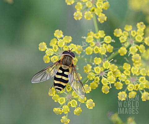 HOVERFLY_RESTING_ON_FLOWER