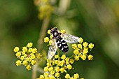 HOVERFLY RESTING ON FLOWER