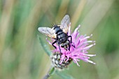 PARASITIC FLY (TACHINA FERA) RESTING ON BRACKEN