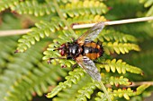 PARASITIC FLY (TACHINA FERA) RESTING ON BRACKEN