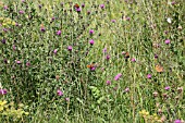 BUTTERFLIES FEEDING ON KNAPWEED FLOWERS