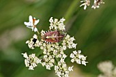 SLOE BUG (DOLYCORIS BACCARUM) RESTING ON FLOWER