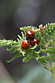 SEVEN SPOT LADYBIRDS (COCCINELLA 7-PUNCTATA) CLUSTER IN BRACKEN