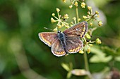 COMMON BLUE BUTTERFLY(POLYOMMATUS ICARUS) FEMALE ON FLOWER