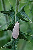 EILEMA LURIDEOLA RESTING ON THISTLE LEAF