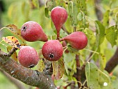 PYRUS COMMUNIS ROBIN