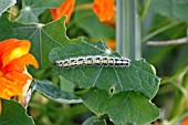 LARGE WHITE BUTTERFLY (PIERIS BRASSICAE) CATERPILLER ON NASTURTIUM