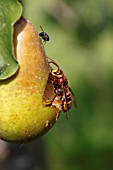 HORNET (VESPA CRABRO) EATING RIPE PEAR