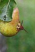 HORNET (VESPA CRABRO) EATING RIPE PEAR FRONT VIEW