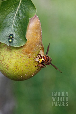 HORNET_VESPA_CRABRO_EATING_RIPE_PEAR_FRONT_VIEW