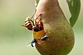 HORNET (VESPA CRABRO) EATING RIPE PEAR