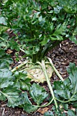 CELERIAC (APIUM GRAVEOLENS) CLOSE UP OF MATURE ROOT