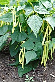 DWARF BEAN (PHASEOLUS VULGARIS SUNGOLD)