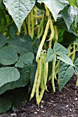 DWARF BEAN (PHASEOLUS VULGARIS SUNGOLD)