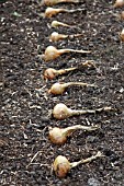 ONION (ALLIUM CEPA WHITE LISBON) DRYING IN ROWS IN THE SUN