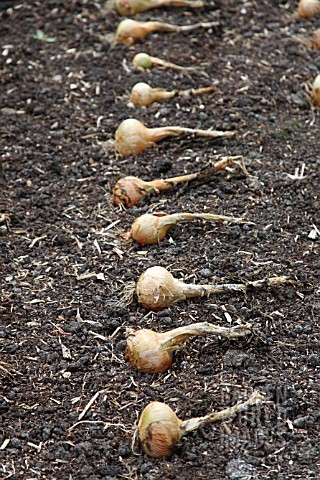 ONION_ALLIUM_CEPA_WHITE_LISBON_DRYING_IN_ROWS_IN_THE_SUN