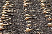 ONION (ALLIUM CEPA WHITE LISBON) DRYING ON SOIL IN ROWS