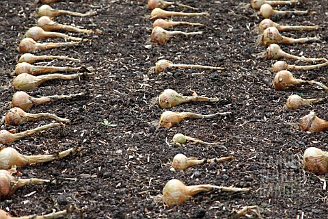 ONION_ALLIUM_CEPA_WHITE_LISBON_DRYING_ON_SOIL_IN_ROWS