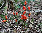 WILD ARUM (ARUM MACULATUM) PLANTS WITH RIPE BERRIES